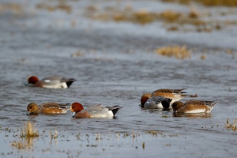 Eurasian Wigeon (Mareca penelope), Netherlands