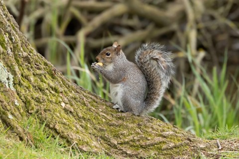 Grey squirrel (Sciurus carolinensis) adult animal feeding in a woodland, England, United Kingdom