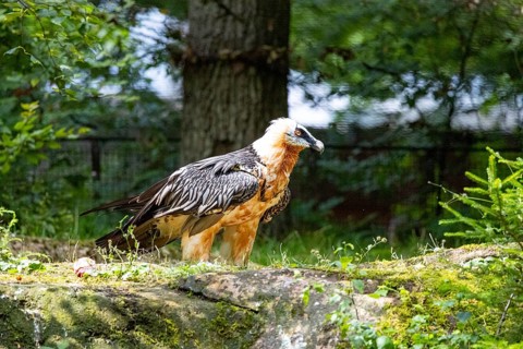 Bearded vulture (Gypaetus barbatus) captive Germany