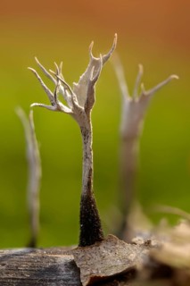 Antler-shaped wooden club, wooden club, xylaria hypoxylon, candlesnuff fungus, candlestick fungus,