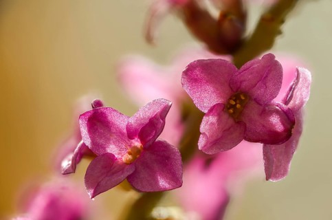 Daphne Mezereum, Real Daphne, February Daphne, Common Daphne, Common Daphne, Cellar Neck, Daphne,
