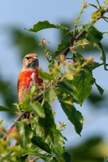Acanthis cannabina, bloodtail, linaria cannabina, linnet, birds, high size, portrait, hanfling,