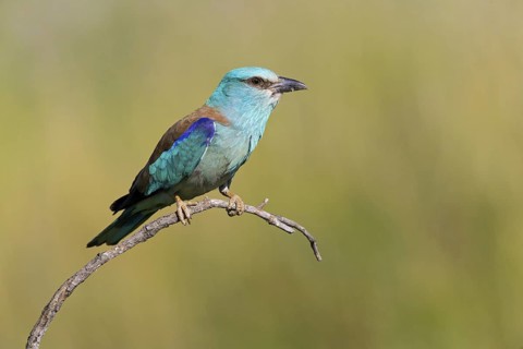 Roller, Almond Crow, (Coracias garrulus), animals, birds, raptors, raptor family, perch, biotope,