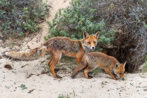 Fox (Vulpes vulpes) – vixen with cub, Zandvoort, Netherlands