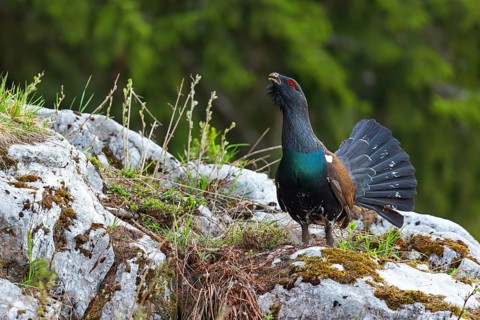 Capercaillie, Western Capercaillie, Tetrao urogallus) in the Wintrer, Capercaillie, Luce, Mountain