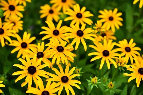 Flowering perennials of the black-eyed Susan (Rudbeckia hirta), also known as coneflower, Bavaria,