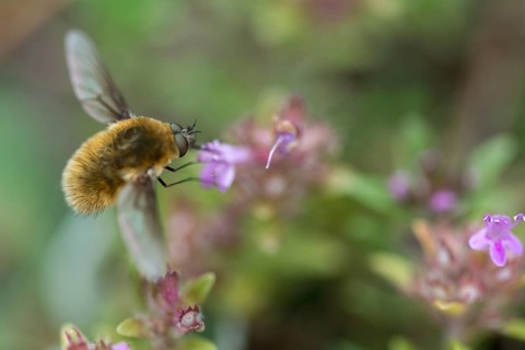 Grasshopper bee fly, small dry lawn swerver, Systoechus ctenopterus, dry lawn swatter, wool swatter