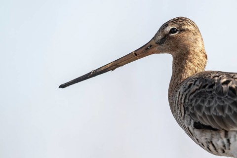 Black-tailed godwit (Limosa limosa), Lower Saxony, Germany