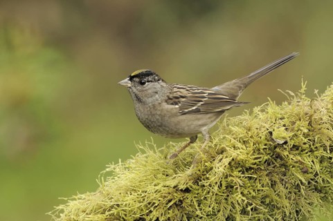 Golden-crowned Sparrow (Zonotrichia atricapilla), British Columbia, Canada