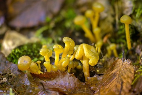 Gallat cap, gelatinous cap, common gelatinous cap, green yellow gelatinous cap, leotia gelatinosa,