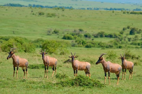 Five antelopes stand on a green savannah with a vast sky and grass, Topi (Damaliscus lunatus