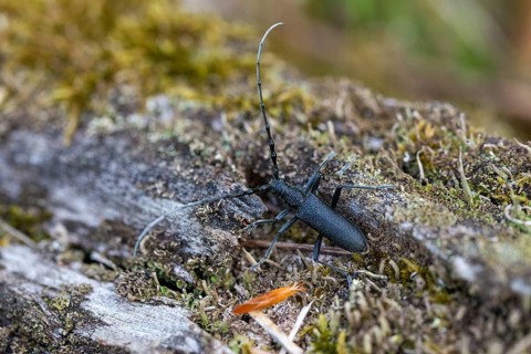 Beechbuck, beech spike, cerambycidae, cerambyx scopolii, small oakbuck, wrinkled buck, scopolis