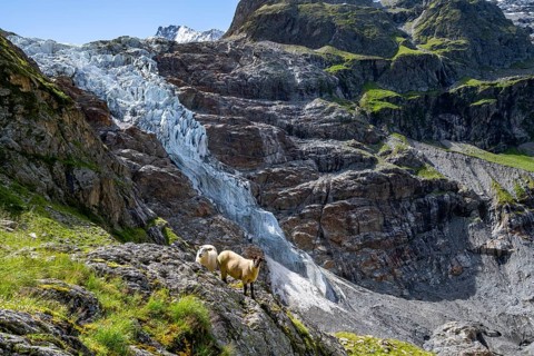 Sheep in front of picturesque high alpine mountain landscape with Lower Arctic Sea glacier, hiking