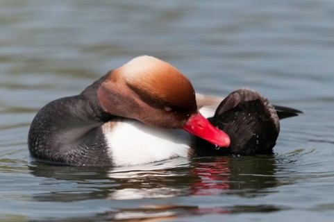 Common duck, netta rufina, red-crested pochard, anatidae, birds, ducks, duck birds, plumage care,