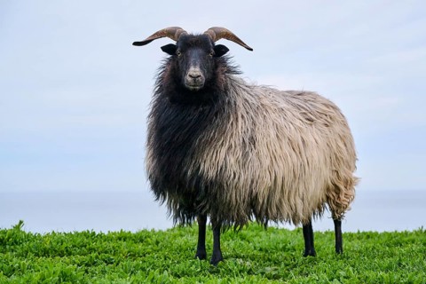 Domestic sheep (Ovis aries) 'Heidschnucke moorland sheep' on a meadow, Helgoland, Germany