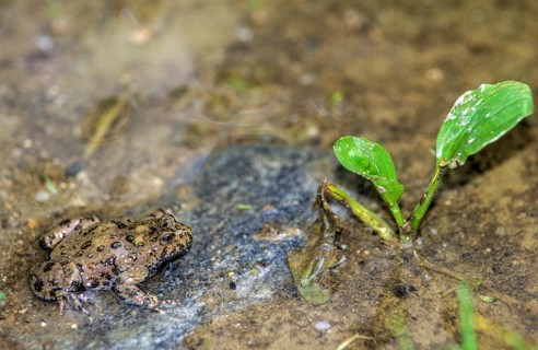 Mountain toad, bombina variegata, yellow-bellied toad, amphibians, amphibians, amphibians,