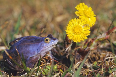 Male moor frog during spawning season, Germany, Federal Republic of Germany