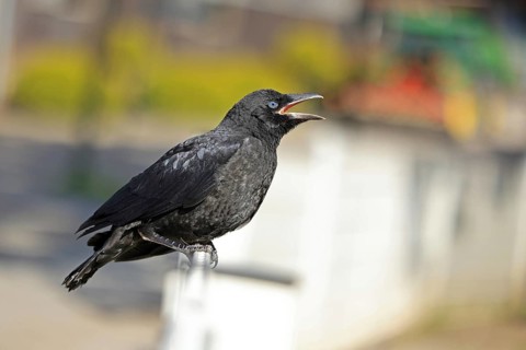 Common Raven (Corvus corone), juvenile, Fröndenberg, North Rhine-Westphalia, Germany