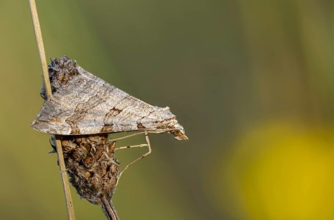 Aplocera plagiata, Brandenburg, defoliating moth, Germany, large St. John's wort tensioner, Nabu,