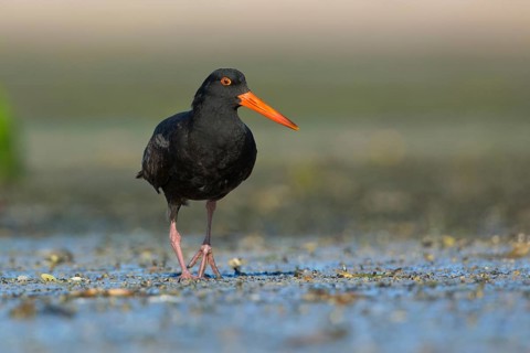 Sooty Oystercatcher (Haematopus fuliginosus) foraging, South Australia, Australia