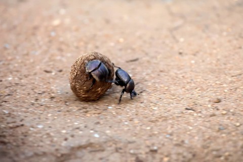 Dung beetle (Scarabaeus sacer), sacred dung beetle, adult, two, pairs, rolling, dung ball, elephant