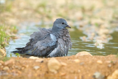 Columba Oenas, Holdove, Stock Pigeon, Bath, Bathe, Bird Bath, Birds, Columbidae, Doves, Adolescent,