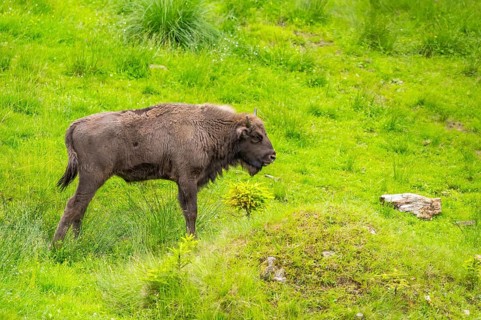 European bison (Bison bonasus) standing on a meadow in summer, Bavarian Forest, Germany