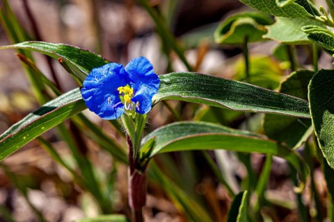 A bright blue flower with green leaves in its natural habitat, the bloom of a dayflower from the