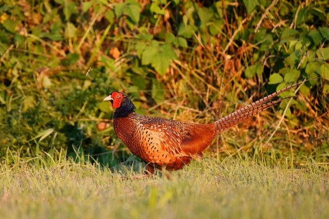 Hunting pheasant (Phasianus colchicus), cock in a meadow, North Rhine-Westphalia, Germany