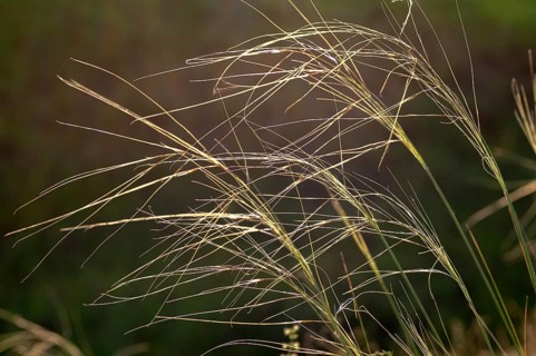 Dwarf feathergrass, hairgrass, hairy feathergrass, pingrass, poaceae, stipa capillata, sweet