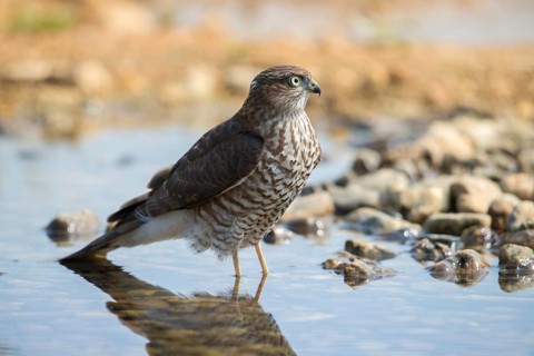 Accipiter Nisus, Accipitriformes, Sparrowhawk, Sparrowhawk, Bath, Bird Bath, Birds, Falconiformes,