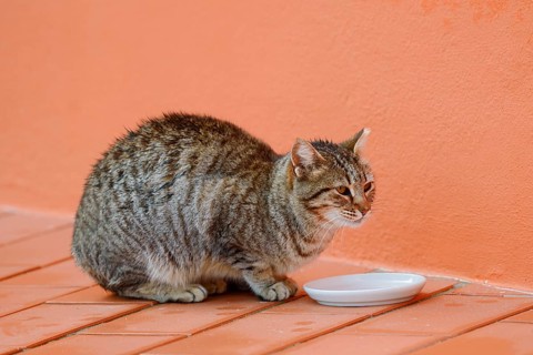 House cat sitting in front of a bowl of milk, Algarve, Portugal