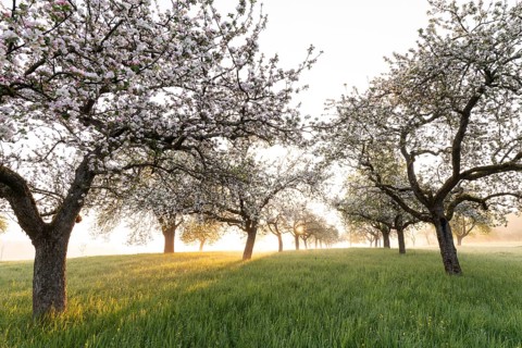Fresh blossom, morning light, ground mist... simply magical! Foothills orchard meadow in bloom -