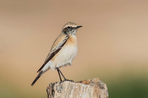 Desert Wheatear (Oenanthe deserti homochroa) Eilat, Israel