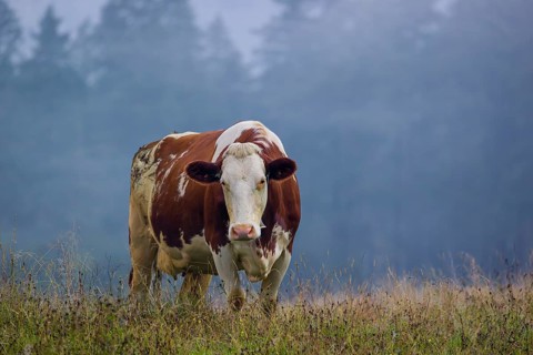A Holstein Friesian cow stands grazing on a meadow with trees on a foggy day. Eng Valley, Austria