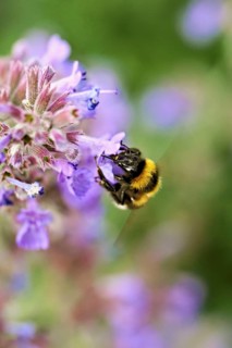 Garden bumblebee (Bombus hortorum), on a catmint (Nepeta x faassenii) flower, Meienberg, Canton of