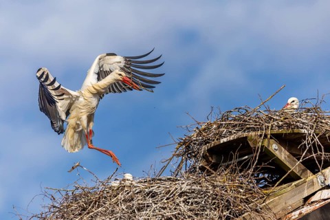 White stork (Ciconia ciconia), flying to the nest with nesting material in its beak, Affenberg,