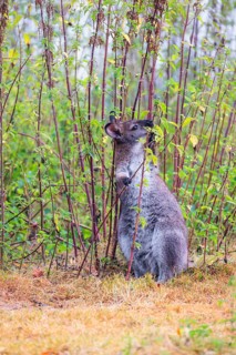A red-necked wallaby (Macropus rufogriseus) sits on a cloudy day amidst tall, dense clumps of
