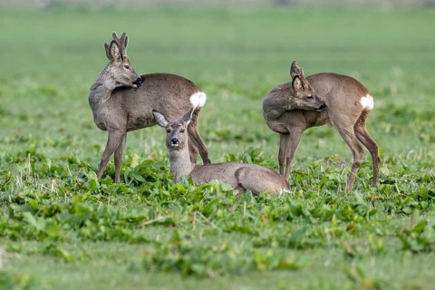Roe buck (Capreolus capreolus) in its summer and winter coats, Vechta, Lower Saxony, Germany