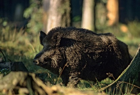 Artiodactyla, even-toed ungulate, cloven-hoofed, wild boar, wild boar, boar, boar, leo, male,