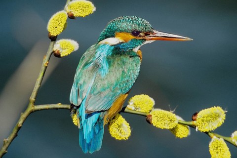 Kingfisher perched on a perch (Alceda atthis), animals, birds, kingfishers, biotope, habitat,