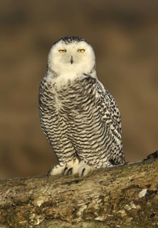 Snowy Owl (Bubo scandiacus), British Columbia, Canada
