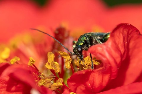 Thick-legged flower beetle (Oedemera nobilis) adult insect feeding on a garden red Geum flower in