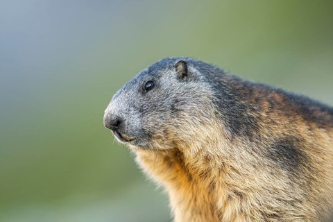 Alpine marmot (Marmota marmota) in autumn, Grossglockner, High Tauern National Park, Austria