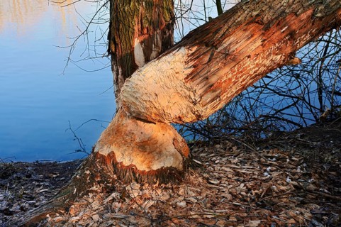 Silver willows (Salix alba) gnawed and felled by the European beaver (Castor fiber) on the River