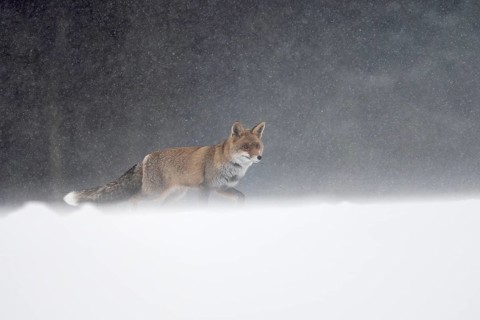 Red fox in the snow, Steinborn, Rhineland-Palatinate, Germany