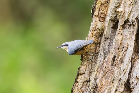 Eurasian nuthatch (Sitta europaea) sitting on an old wrotten tree trunk at a swamp, Bavaria,