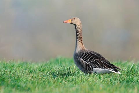 A greylag goose (Anser anser) stands in a meadow, North Rhine-Westphalia, Germany
