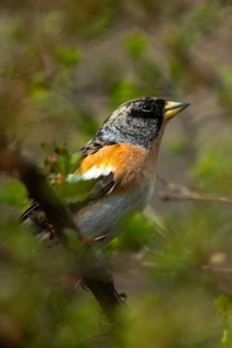 Mountain finch, brambling, fringilla montifringilla, birds, high size, portrait format, passeri,