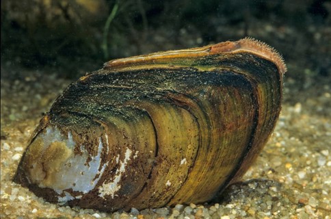 Anodonta cygnea, duck mussel, common pond mussel, swan mussel, pond mussel, river mussel, leo,